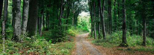 woods landscape panorama, panoramic view of natural green forest in summer, forest road scenery © andreiuc88