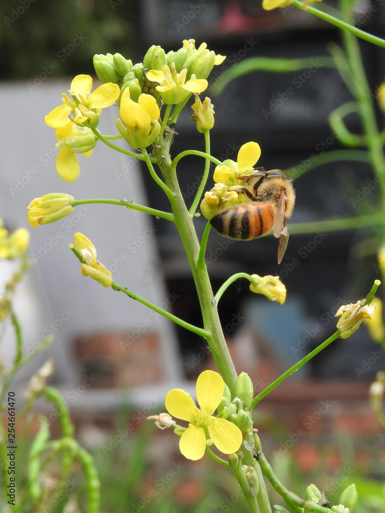Bee sucking nectar within yellow flower in the vegetable garden in a sunny day. Nectar is collected by bees to make into honey. Eco-friendly vegetable cultivation. Nature, organic,ecosystem  concept.