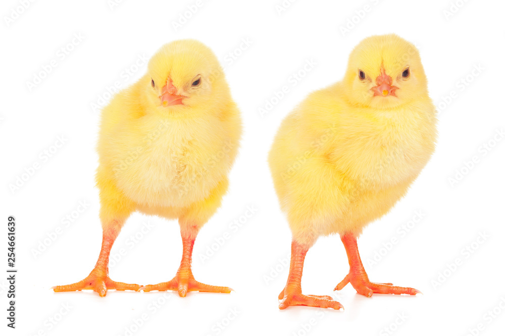 Obraz premium pisklęta przed białym tle.
