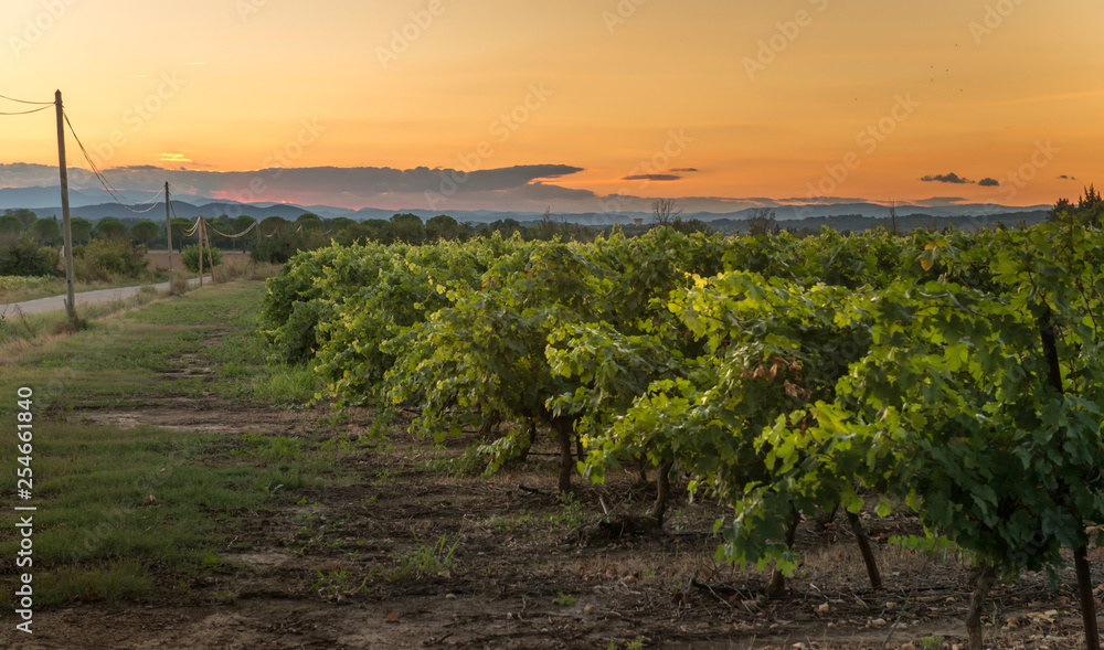 Fototapeta premium Vineyard at sunset, southern France