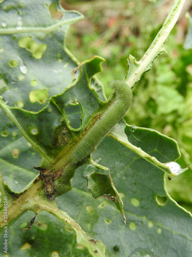 Naklejka premium Close up of leaves of organic green vegetables are eaten by green caterpillars to form many holes in the vegetable garden outdoors in the morning. Eco-friendly planting, nature, organic concept.