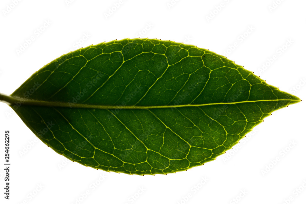 Obraz premium A leaf with leaf vine