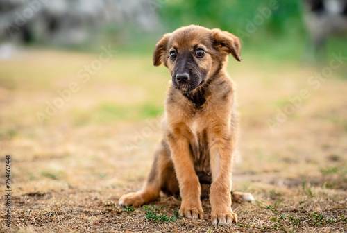 Little cute light brown homeless puppy obediently waiting