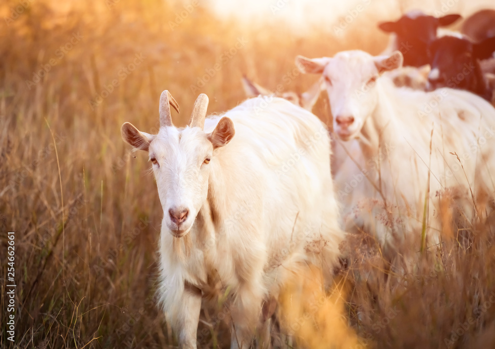 Shepherd leads the goats on sunshine evening field