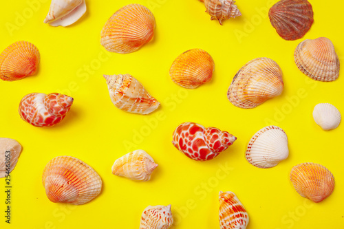 Seashells on a yellow background.
