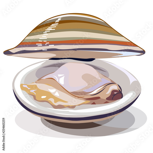 Vászonkép Cherrystone clam illustration