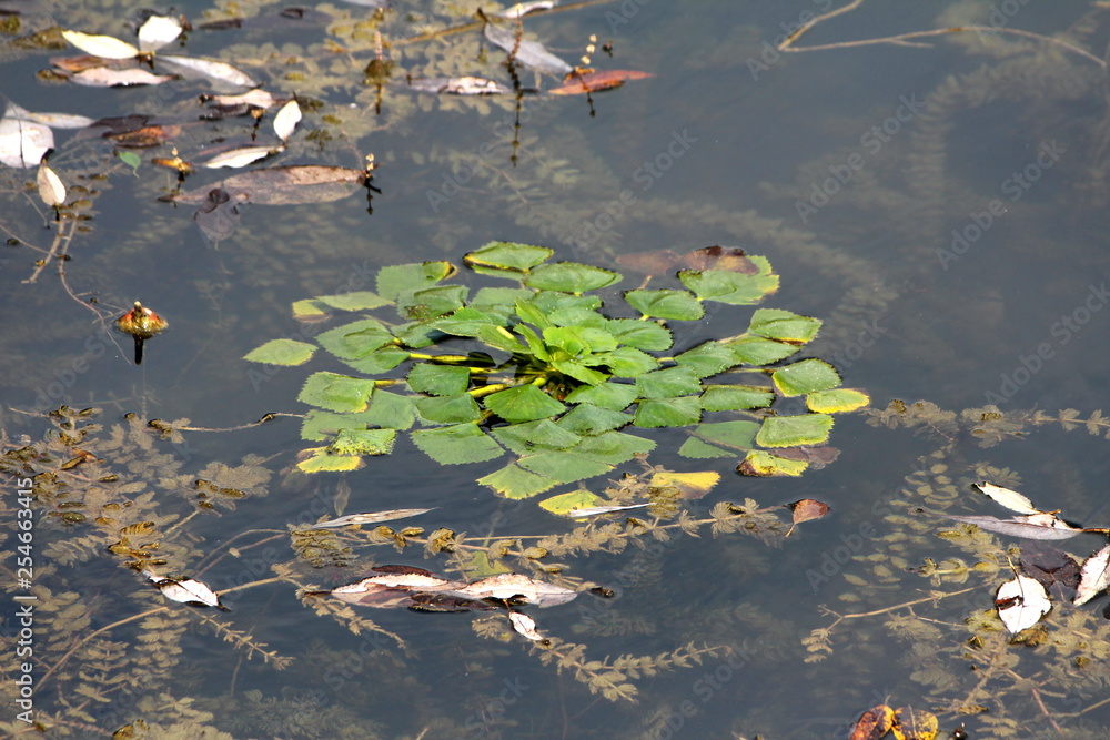 Water chestnut or Eleocharis dulcis or Chinese water chestnut grass