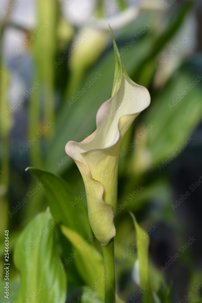 Obraz premium Garden calla lily