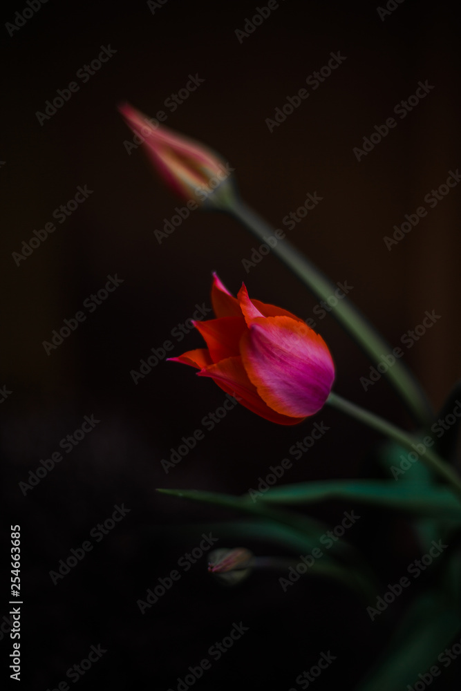 tulip flower isolated black background tulip flower isolated black background