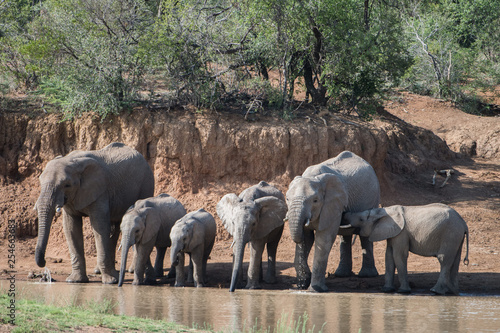 A small elephant herd at a watering hole