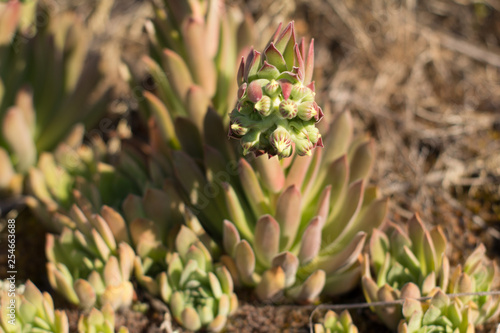 Close up of succulents in mountains in sunny day