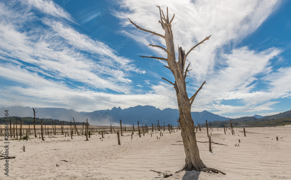 Dead trees, during a drought, in the middle of Theewaterskloof dam close to Cape Town South Africa. Dead trees, during a drought, in the middle of Theewaterskloof dam close to Cape Town South Africa.