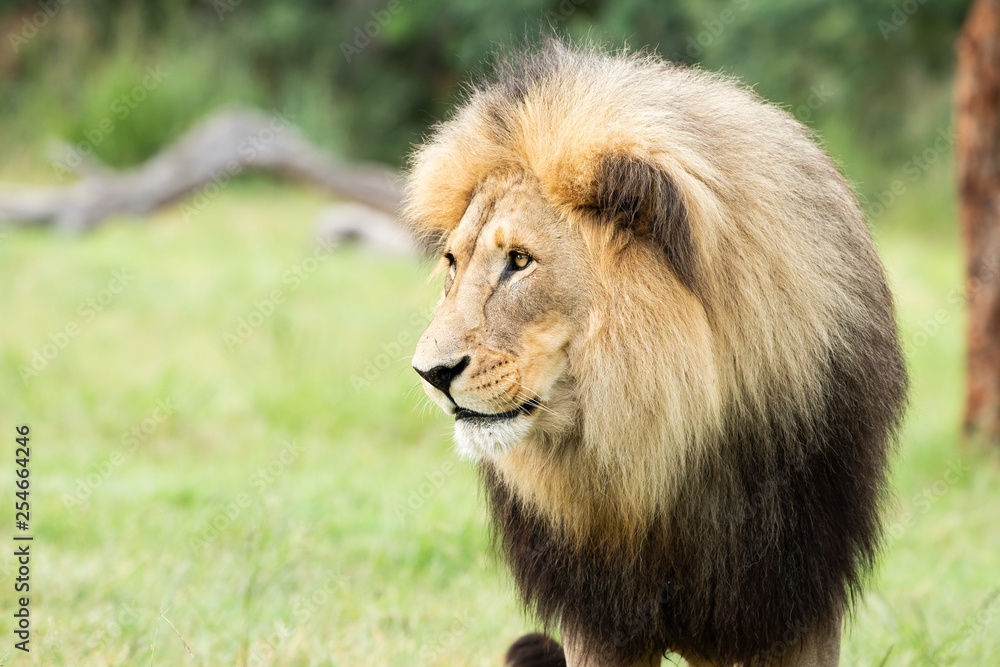 Close-up of a male lion Close-up of a male lion