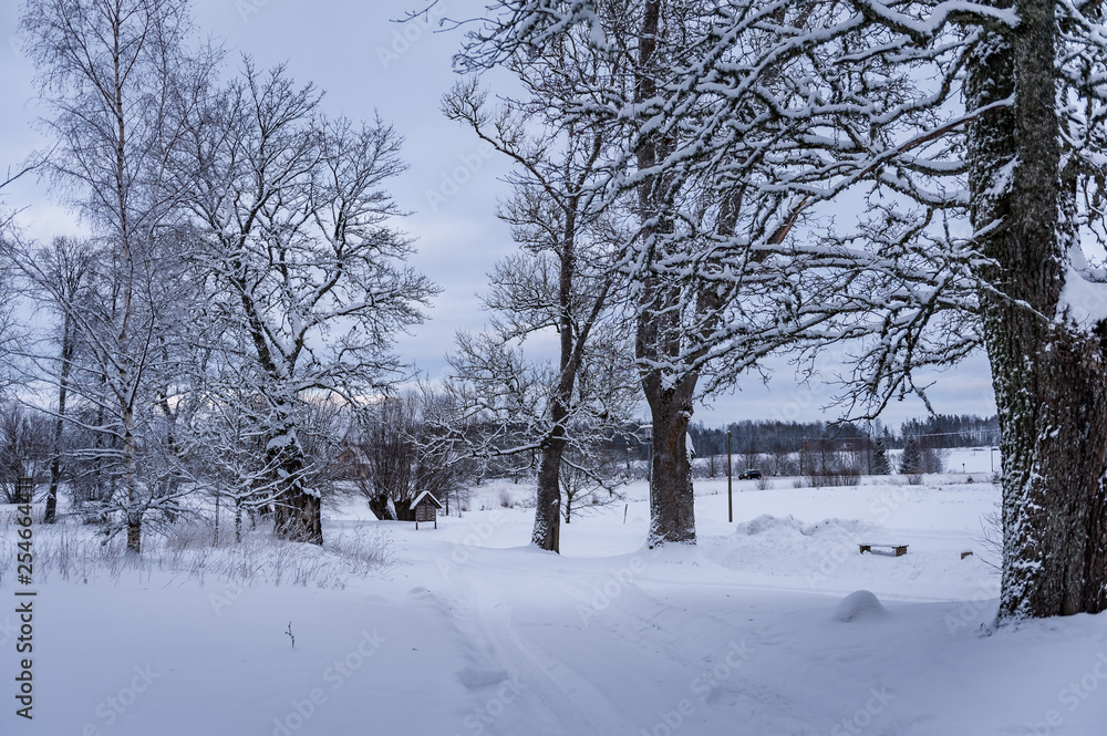 Winter landscape. The road goes into the distance, along the burned down snow-covered trees. Winter landscape. The road goes into the distance, along the burned down snow-covered trees.