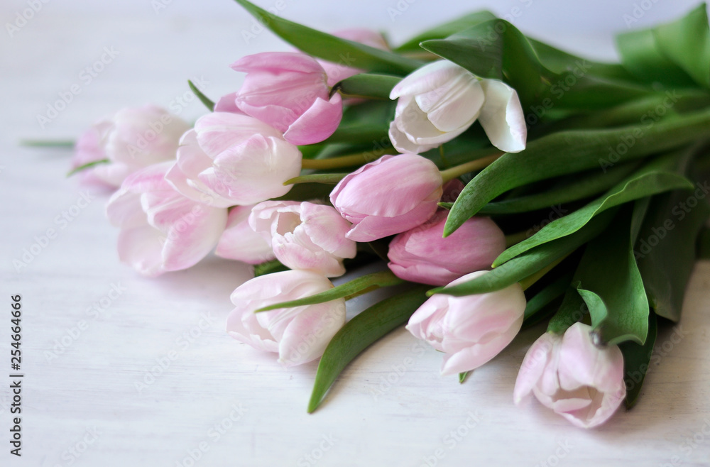 Delicate white and pink tulips on a white background Delicate white and pink tulips on a white background
