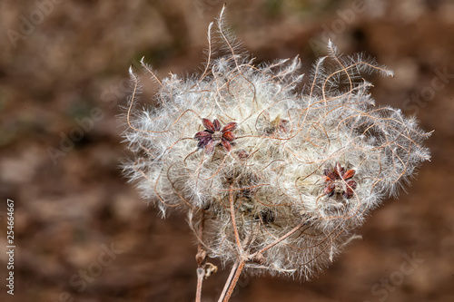 Foto Seed heads with silky appendages of Wild Climatis (clematis vitalba) or travelle