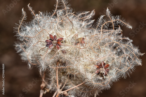 Quadro su tela Seed heads with silky appendages of Wild Climatis (clematis vitalba) or travelle