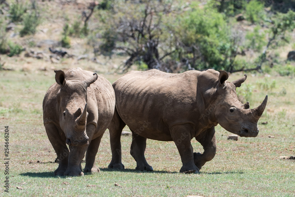 Two white Rhinos on a sunny day Two white Rhinos on a sunny day