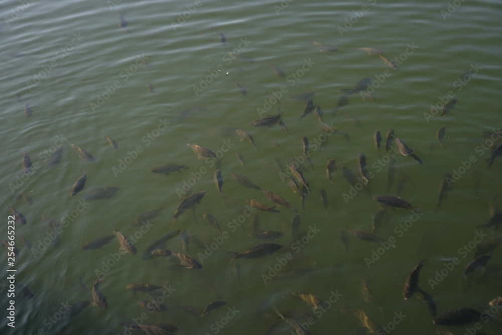 Lots of fish in a river or lake. Fishing in the mountains or in the forest. Stock photo Lots of fish in a river or lake. Fishing in the mountains or in the forest. Stock photo