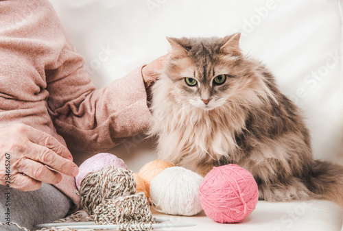 Closeup of fluffy cat with colorful laces balls near grandmother