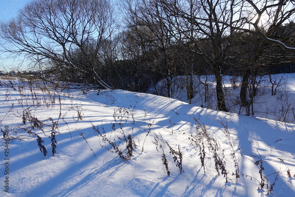 winter forest with trees covered snow winter forest with trees covered snow