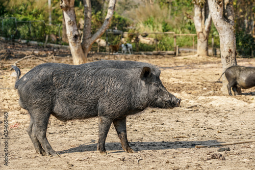 Wild boar standing in farm.