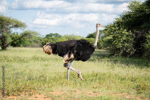 A male Ostrich walking