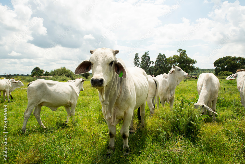 A white Brahman loks at the camera while other graze around it. A white Brahman loks at the camera while other graze around it.