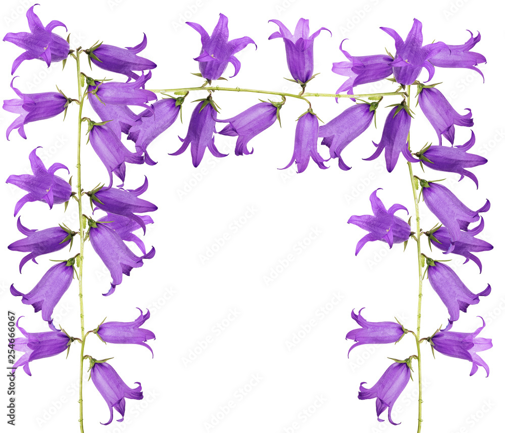large lilac bellflowers half frame on white large lilac bellflowers half frame on white