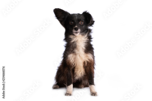 funny black and white doggy isolated on white background