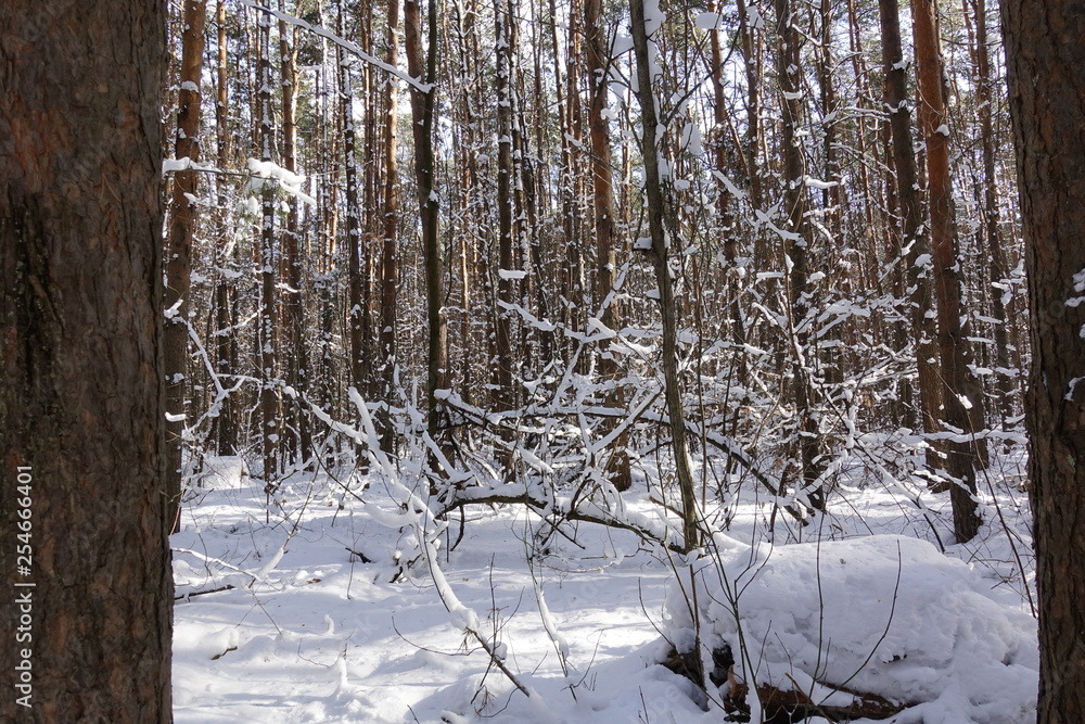 Naklejka premium Winter landscape: snow in the thicket of the forest