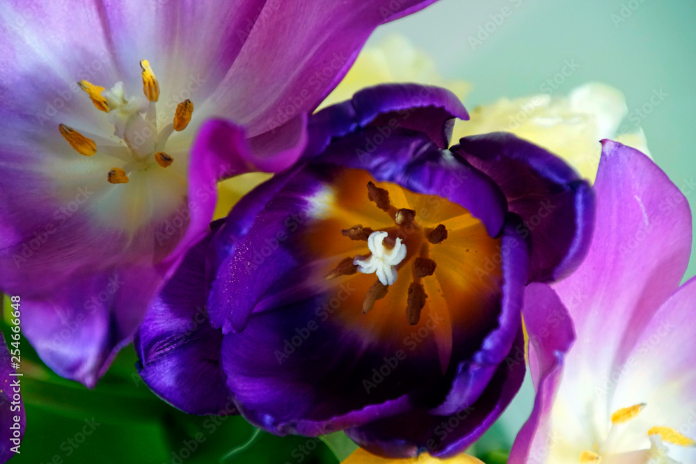 Spring flowers. Tulips. Bouquet of flowers. Bright colors of flowers. Petals and buds.