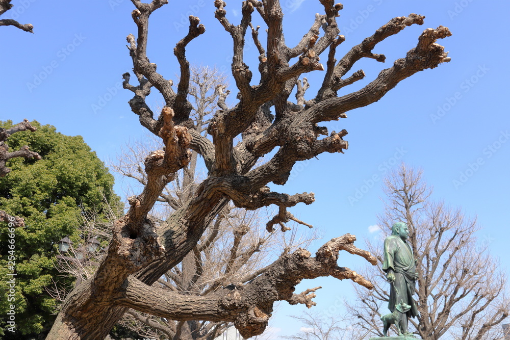 Fototapeta premium 日本 上野公園の風景