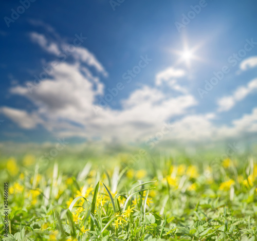 small yellow flowers field under bright sun