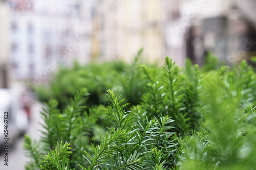 Beautiful green background for your design. Bushes with small leaves. Stock photo