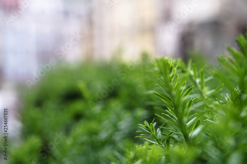 Beautiful green background for your design. Bushes with small leaves. Stock photo