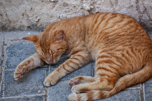 Eine braune schlafende Katze
