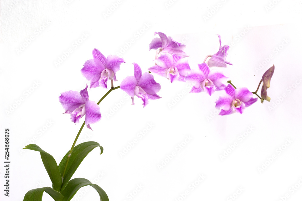 pink Dendrobium orchids on white background pink Dendrobium orchids on white background