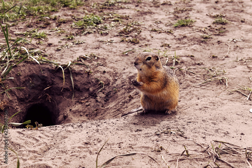 Gopher near his hole