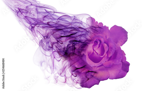 lilac color rose from smoke isolated on white