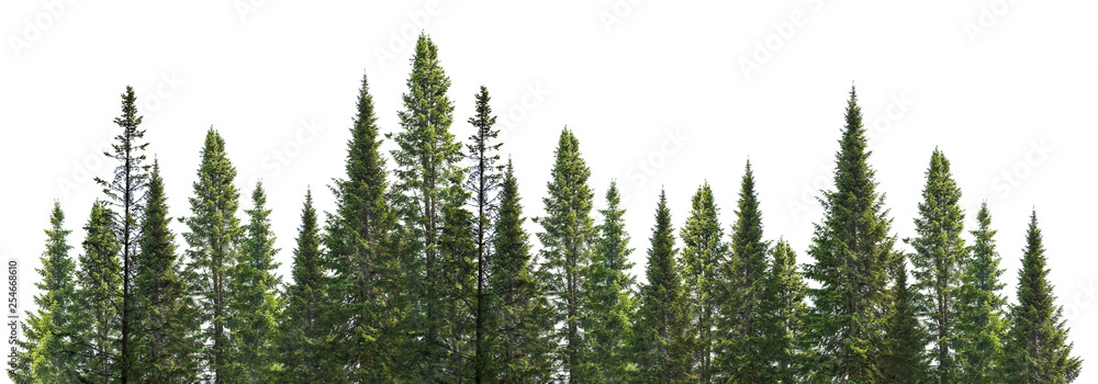 dark green straight pine trees on white - obrazy, fototapety, plakaty 