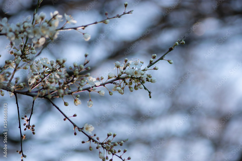 Branch of a tree in spring Branch of a tree in spring