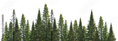 Fotografia dark green straight pine trees on white