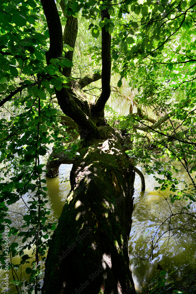 Fototapeta premium arbre ypres