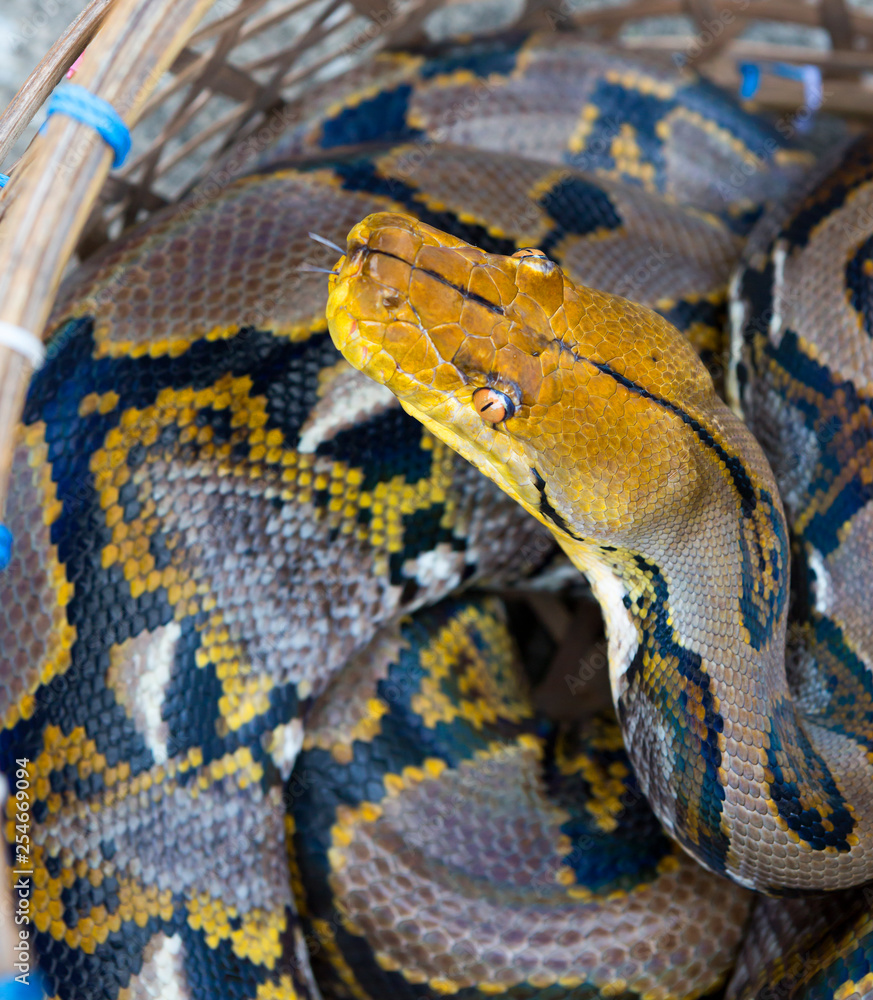 Reticulated Python. It is a non-poisonous snake from the family of pythons, living in Asia. Reticulated Python. It is a non-poisonous snake from the family of pythons, living in Asia.