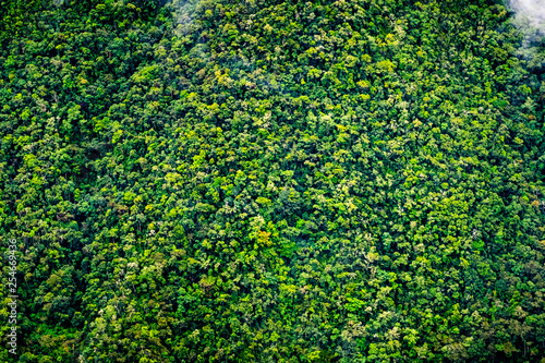 Aerial view of spacious green forest