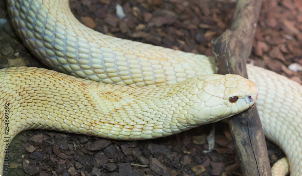 Monocled Cobra. Monocle Cobra is a very dangerous snake with an extremely strong poison. These are strong, energetic, fast, and often aggressive snakes.A typical representative of the Asian cobras. Th Monocled Cobra. Monocle Cobra is a very dangerous snake with an extremely strong poison. These are strong, energetic, fast, and often aggressive snakes.A typical representative of the Asian cobras. Th