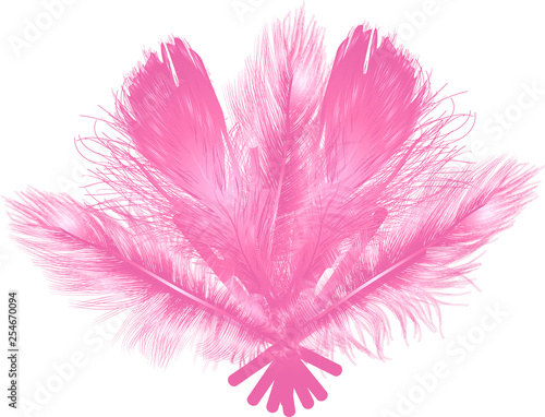 pink feathers fan isolated on white