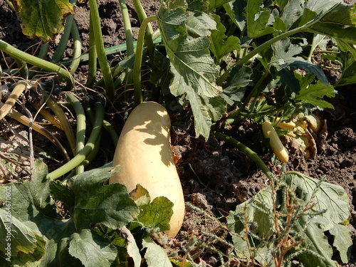 Arizona Autumn pumpkins, pumpkin field, gourdes, ghost pumpkin and squash