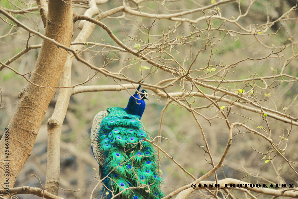 Obraz premium peacock on a branch